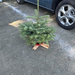 Big Wave Dave Christmas Trees & Pumpkin Patch - My little tree