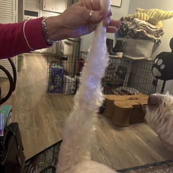 The Better Bark Dog Grooming - Awful cut of hair on tail - Pet Groomers Near Me - Clemson, South Carolina The Better Bark Dog Grooming - Awful cut of hair on tail - Pet Groomers Near Me - Clemson, South Carolina