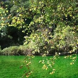 La Source de la Sorgue - La Sorgue