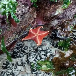 You're the star, Starfish!