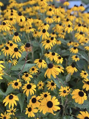 Bittersweet Farm Restaurant and Tavern by null