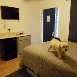 Bluewolf Motel
