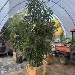 Menlo Growers - Hass avocado
