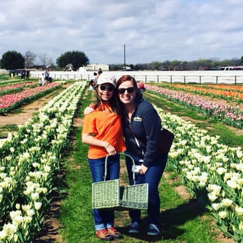 Texas-Tulips - Nurseries & Gardening Near Me - Pilot Point, Texas Texas-Tulips - Nurseries & Gardening Near Me - Pilot Point, Texas