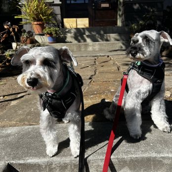 Pet Stylist - Perfect schnauzer faces and boots - Pet Groomers Near Me - San Leandro, California Pet Stylist - Perfect schnauzer faces and boots - Pet Groomers Near Me - San Leandro, California