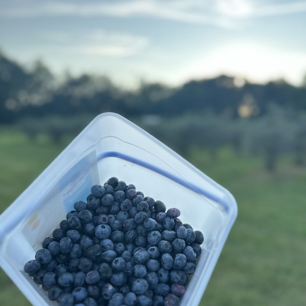 Sunrise Farm - Bucket provided and berries picked - Pick Your Own Farms Near Me - Sarver, Pennsylvania