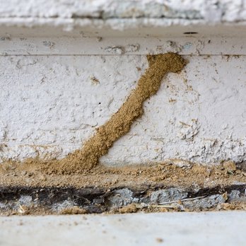 AAA Realty Termite - Mud Tubes from Subterranean Termites - Pest Control Near Me AAA Realty Termite - Mud Tubes from Subterranean Termites - Pest Control Near Me