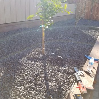 Ceiba Landscaping - We have a sloping backyard. It knew it was challenging but Mike and Jesus from Ceiba Landscaping are professionals and did a superb job. - Landscaping Near Me Ceiba Landscaping - We have a sloping backyard. It knew it was challenging but Mike and Jesus from Ceiba Landscaping are professionals and did a superb job. - Landscaping Near Me
