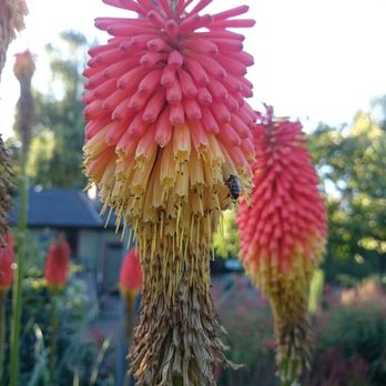 The Oregon Garden - Botanical Gardens Near Me - Silverton, Oregon