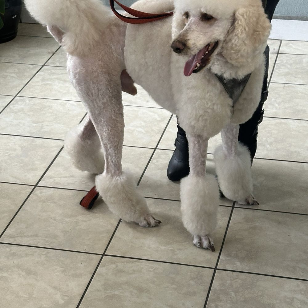 Poodle