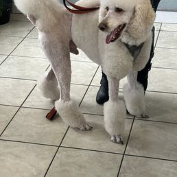 Poodle Poodle