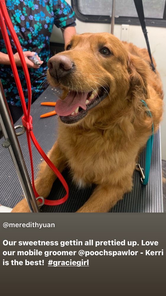 POOCH’S PAWLOR Updated October 2024 22 Photos Ukiah, California