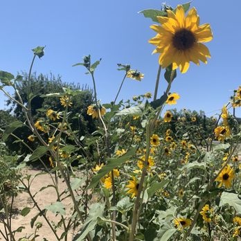Harris Orchards - Pick Your Own Farms Near Me - Ripon, California