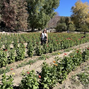Riley's Farm - Flower picking - Fruits & Veggies Near Me - Oak Glen, California