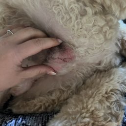 Hurt dog!  Shaved him raw to the point of blood!  Enough!