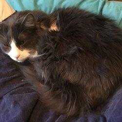 Somerset Veterinary Hospital - This is Harley