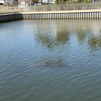 Manatee Viewing Center - Zoos Near Me - Apollo Beach, Florida