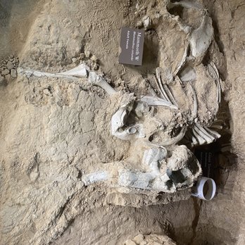 Waco Mammoth National Monument - Museums Near Me - Waco, Texas Waco Mammoth National Monument - Museums Near Me - Waco, Texas