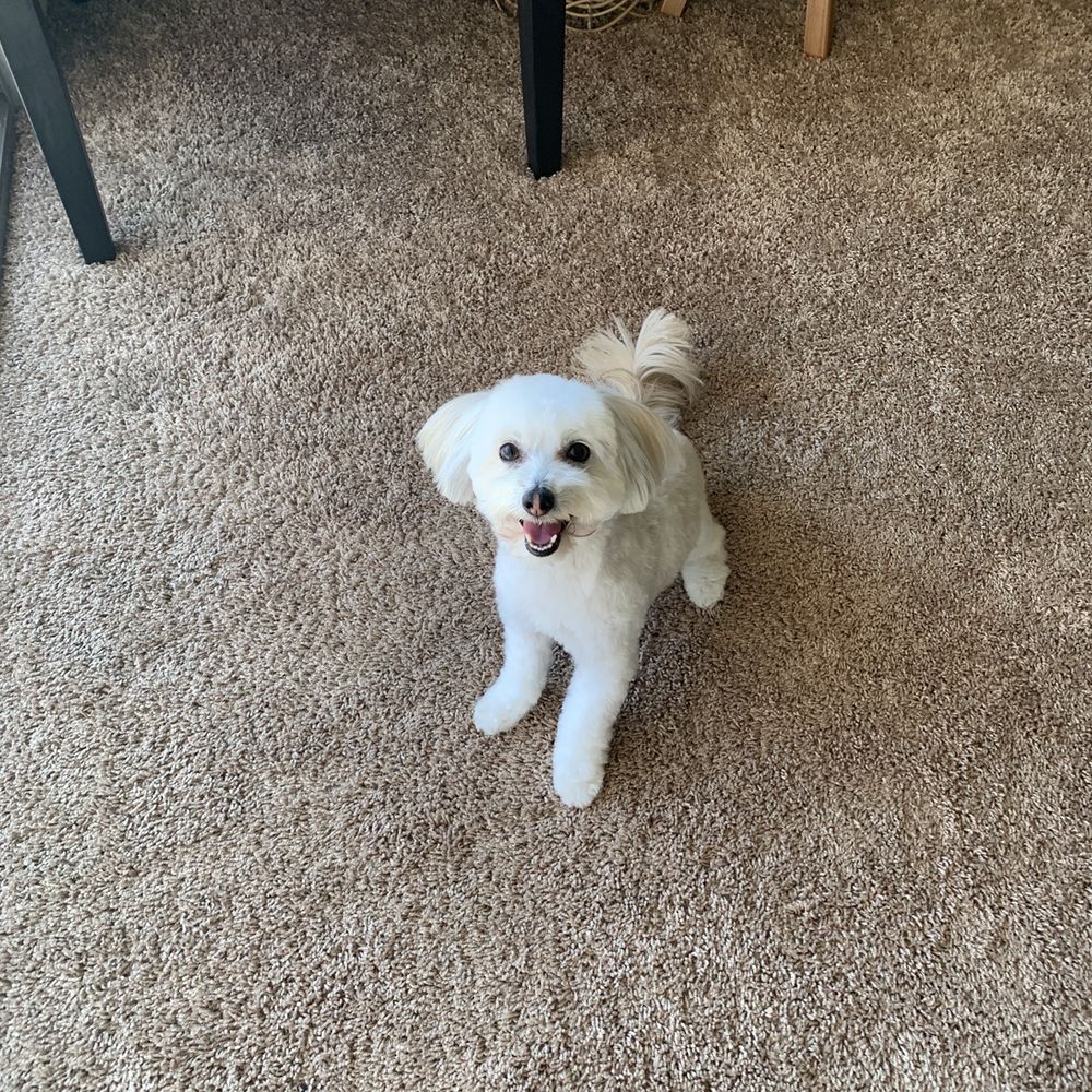 4 Dogs Grooming - Teddy bear cut on a toy maltipoo - Pet Groomers Near Me - Torrance, California 4 Dogs Grooming - Teddy bear cut on a toy maltipoo - Pet Groomers Near Me - Torrance, California