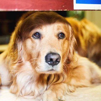 D & S Automotive - Make sure to give Chevy a pet when you stop by! - Transmission Repair Near Me - Kenner, Louisiana D & S Automotive - Make sure to give Chevy a pet when you stop by! - Transmission Repair Near Me - Kenner, Louisiana