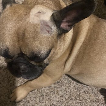 The Dog House - Drugged up three days after being bitten on the head by another dog - Pet Sitting Near Me - Portland, Oregon The Dog House - Drugged up three days after being bitten on the head by another dog - Pet Sitting Near Me - Portland, Oregon