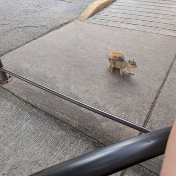 lil Coffea Shop Downing - Squirrel i found outside of the cafe - Coffee & Tea Near Me - Denver, Colorado