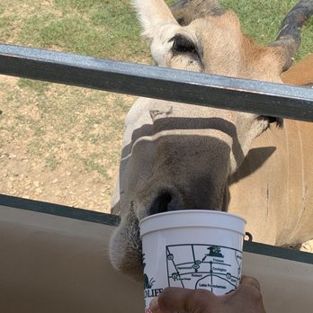 Global Wildlife Center - The cup stealers lol - Zoos Near Me - Folsom, Louisiana