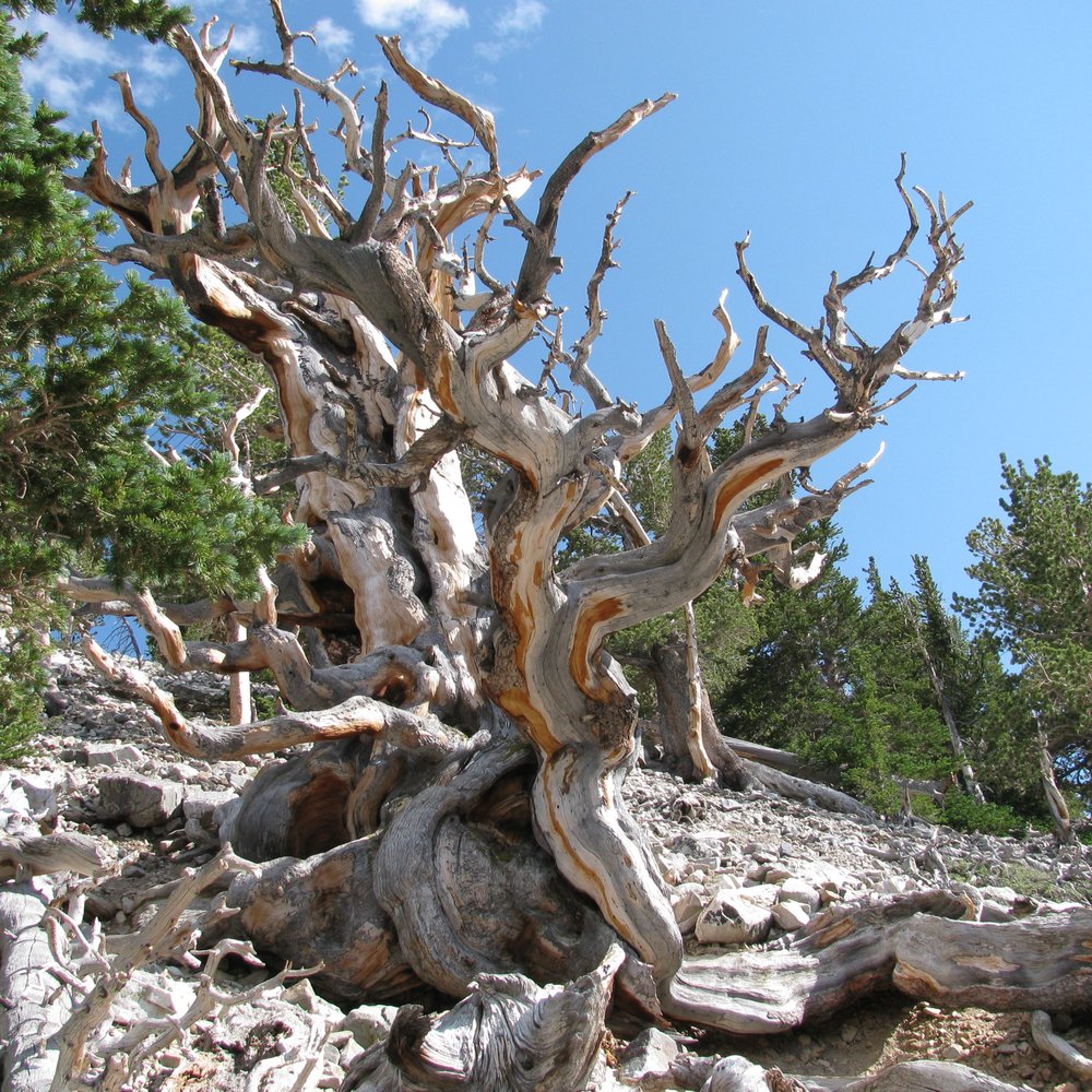 Great Basin National Park - Ancient bristlecone pine - Parks Near Me - Baker, Nevada