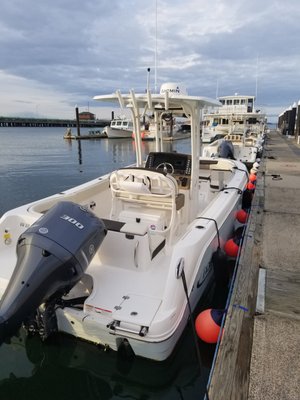 Maine Lobster Harvesting and Seal Watching Tours by null
