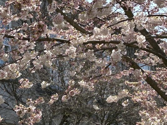 The University of British Columbia by null