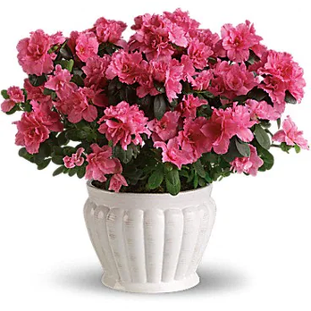 Parisa Florist - Floral Designers Near Me - El Cajon, California Parisa Florist - Floral Designers Near Me - El Cajon, California