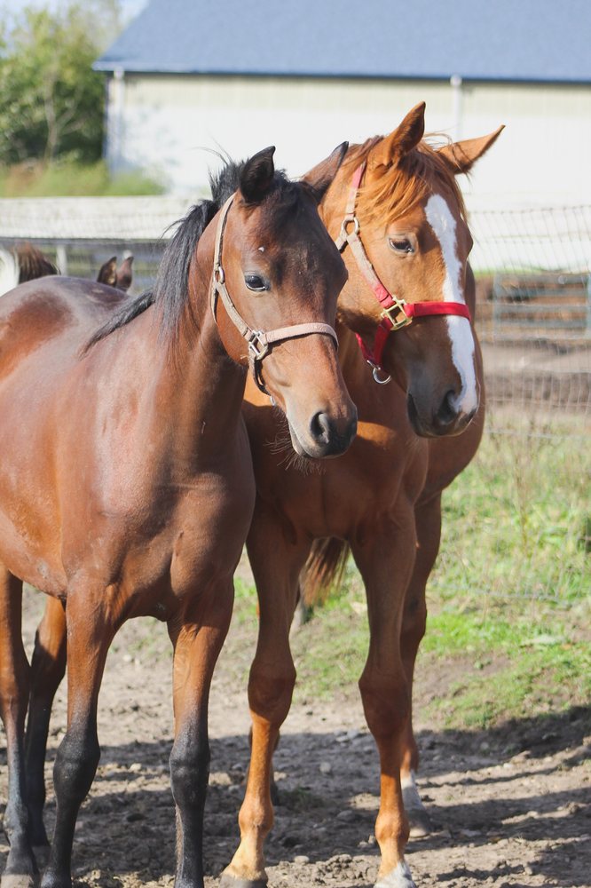 Castle Ridge Keep - equestrian in Crystal Lake, IL