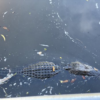 Airboat Adventures - Gators swam up to the boat for mellos - Boat Tours Near Me - Lafitte, Louisiana Airboat Adventures - Gators swam up to the boat for mellos - Boat Tours Near Me - Lafitte, Louisiana