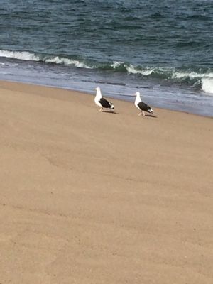 Longnook Beach by null