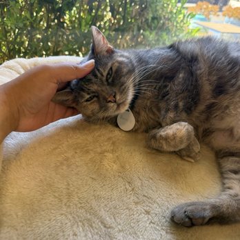 The Caffeinated Cat Cafe - Coffee & Tea Near Me - Grover Beach, California The Caffeinated Cat Cafe - Coffee & Tea Near Me - Grover Beach, California