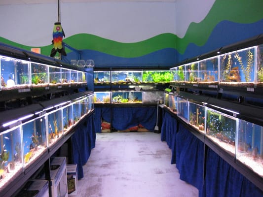 peace beanie baby tag errors