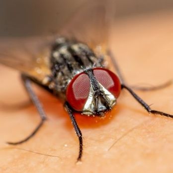 All Natural Pest Elimination - Pest Control Near Me All Natural Pest Elimination - Pest Control Near Me