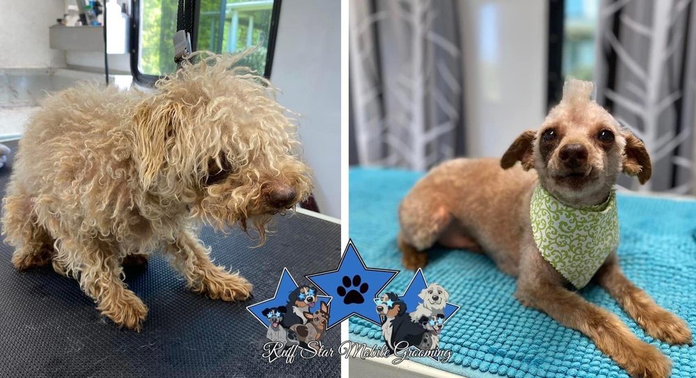 RUFFSTAR MOBILE GROOMING Updated September 2024 15 Photos