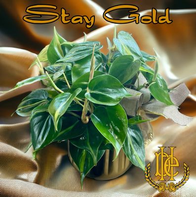 Mrs. DeHaven's Flower Shop by null