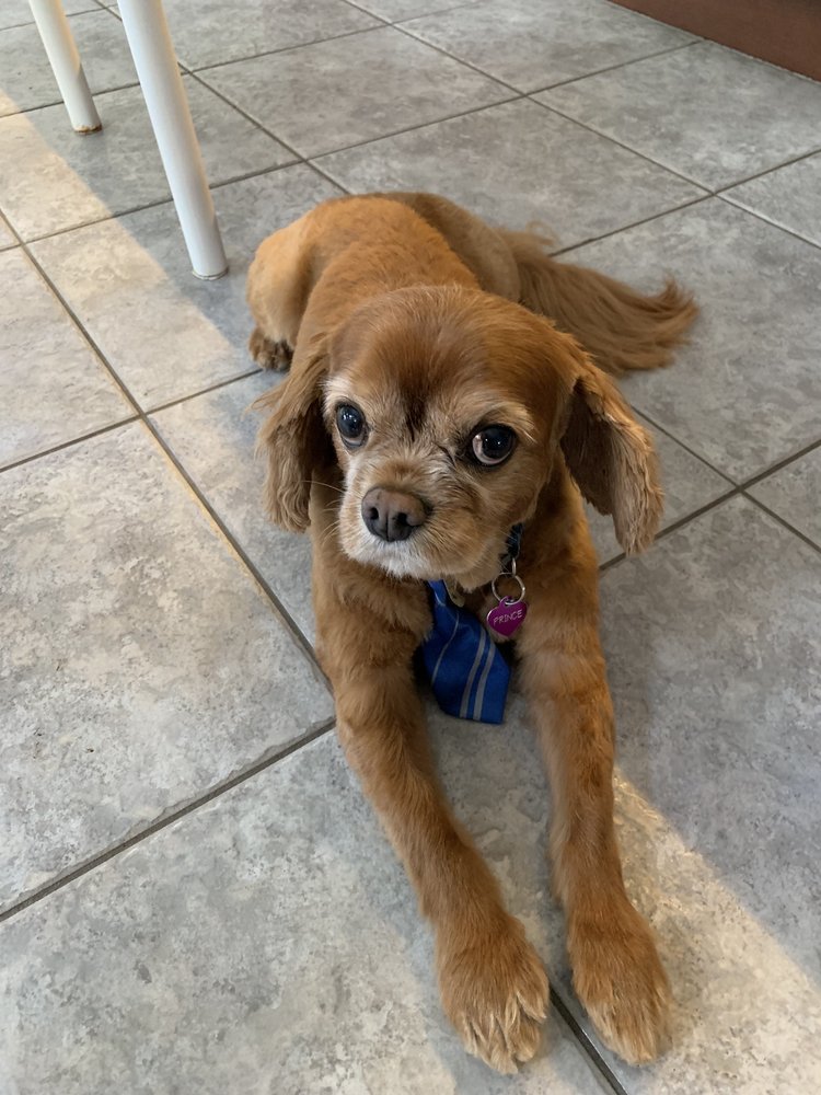 FURRS N PURRS Updated April 2024 48 Photos & 39 Reviews 159