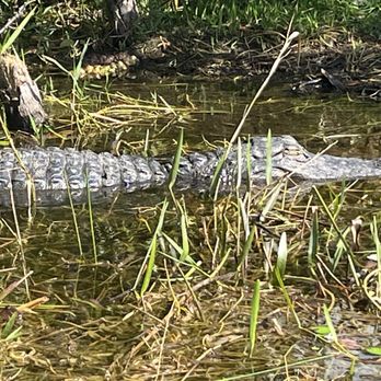 gator park - Gator napping in the Everglades just off my side of the air boat! - Boat Tours Near Me - Miami, Florida