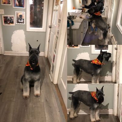 D is for Doggy - Daycare & Grooming by null