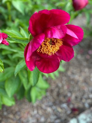 Ashland - The Henry Clay Estate by null