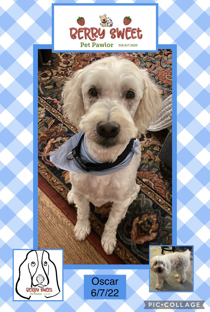 BERRY SWEET PET PAWLOR Updated September 2024 18 Photos