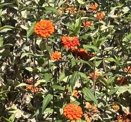 Fort Tryon Park by null