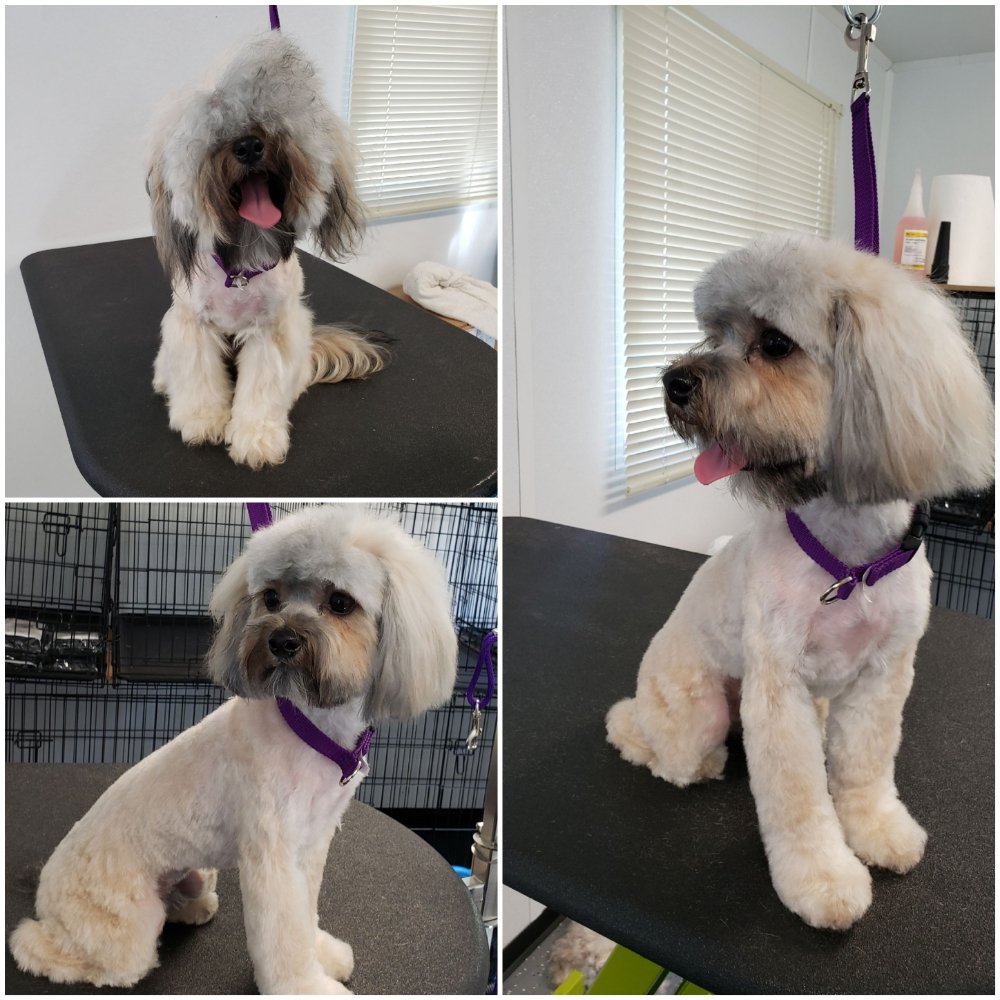 PAWSITIVELY SOUTHERN Updated August 2024 Simpsonville, South