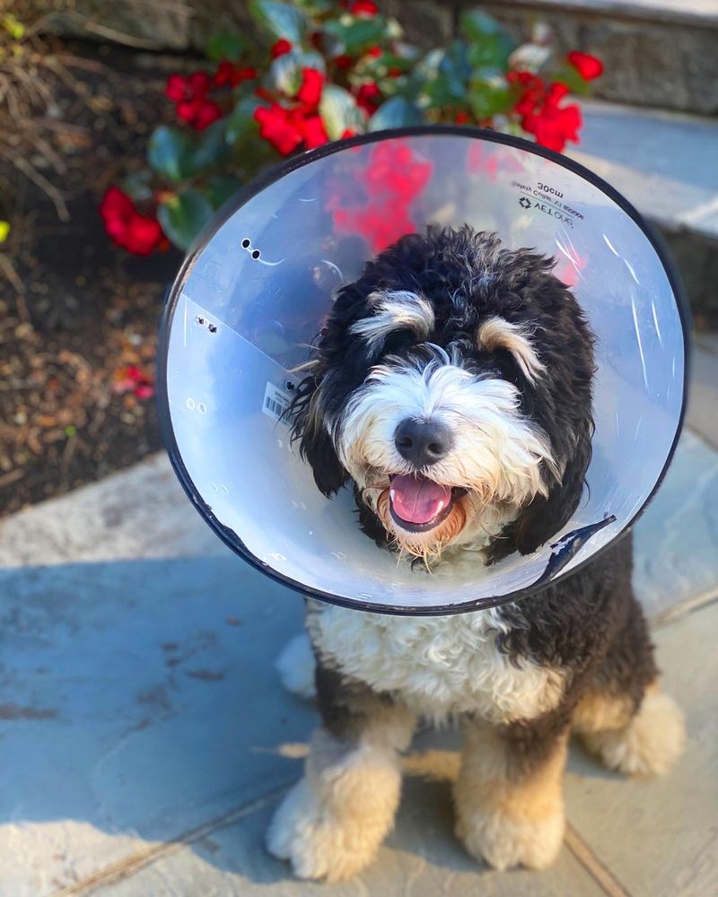 FRANKLIN LAKES ANIMAL HOSPITAL 75 Photos & 60 Reviews 754 Franklin