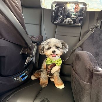 Diane's Pawfections - Happy boy :) - Pet Groomers Near Me - Sarasota, Florida