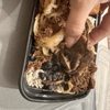 Cuban Guys - Kendall gift card