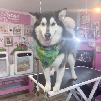 Love and Care Grooming Salon - Pet Groomers Near Me - Greer, South Carolina Love and Care Grooming Salon - Pet Groomers Near Me - Greer, South Carolina